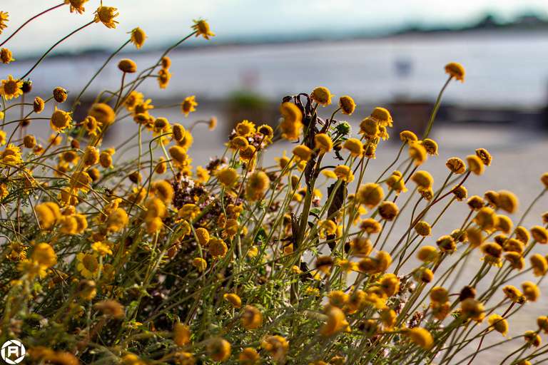 ISO: 200 | Focal Length: 50 mm | Aperture: ƒ/2,0 | Shutter Speed: 1/4000