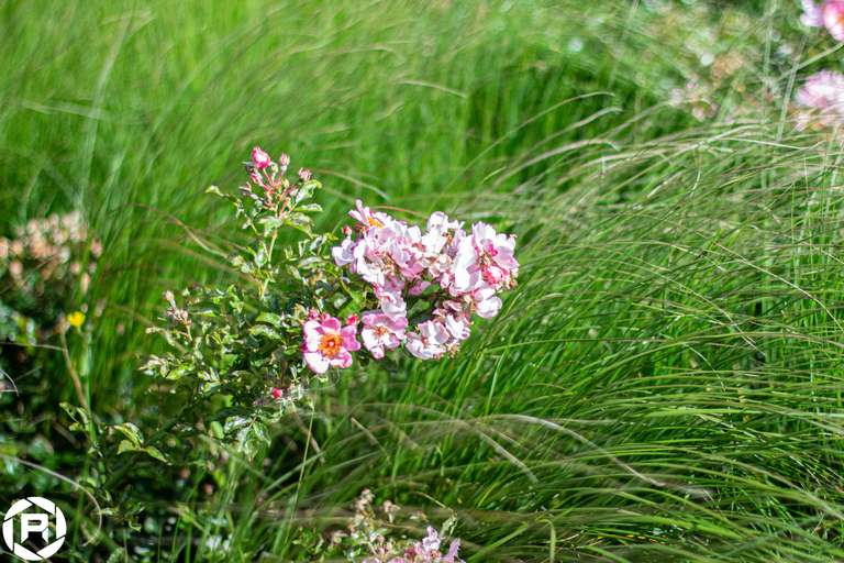 ISO: 800 | Focal Length: 50 mm | Aperture: ƒ/1,6 | Shutter Speed: 1/1600