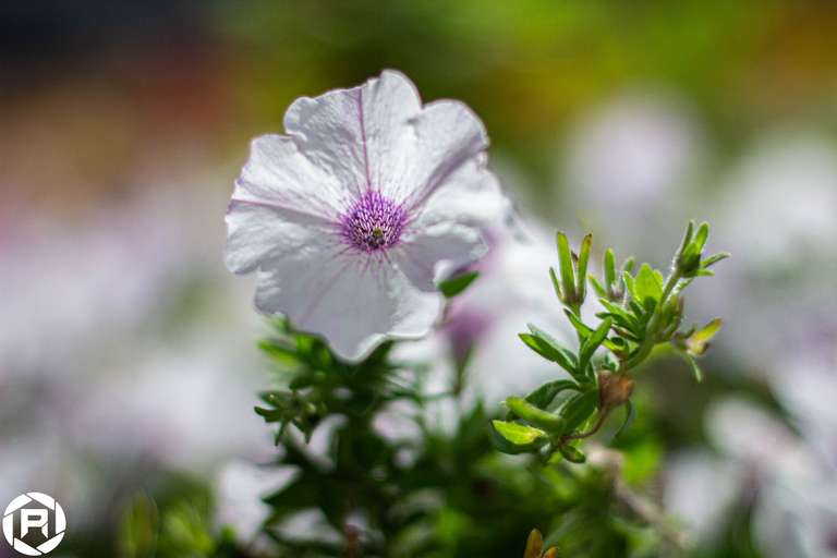 ISO: 800 | Focal Length: 50 mm | Aperture: ƒ/1,6 | Shutter Speed: 1/1250