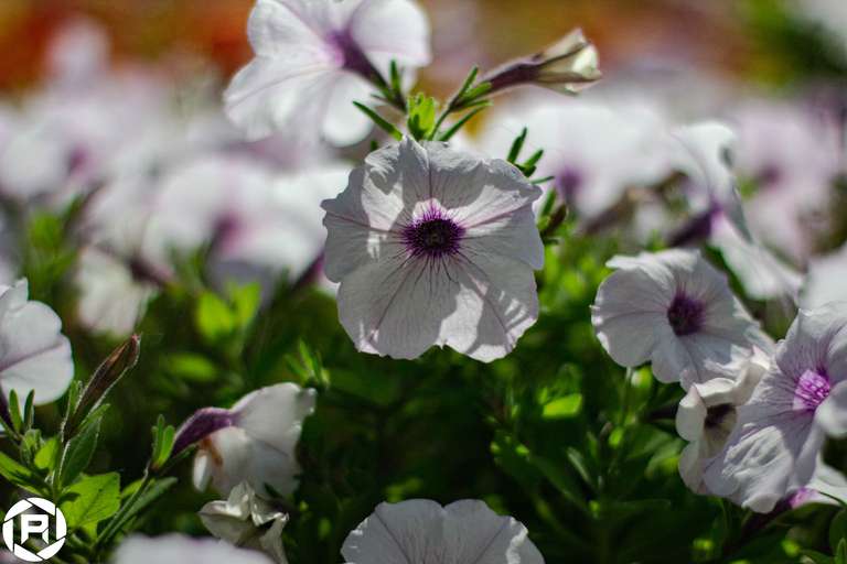 ISO: 800 | Focal Length: 50 mm | Aperture: ƒ/1,6 | Shutter Speed: 1/1250