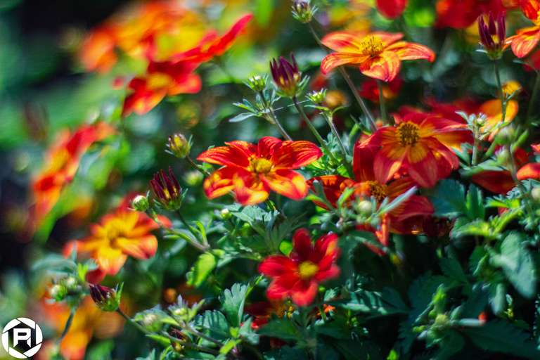 ISO: 800 | Focal Length: 50 mm | Aperture: ƒ/1,6 | Shutter Speed: 1/1250