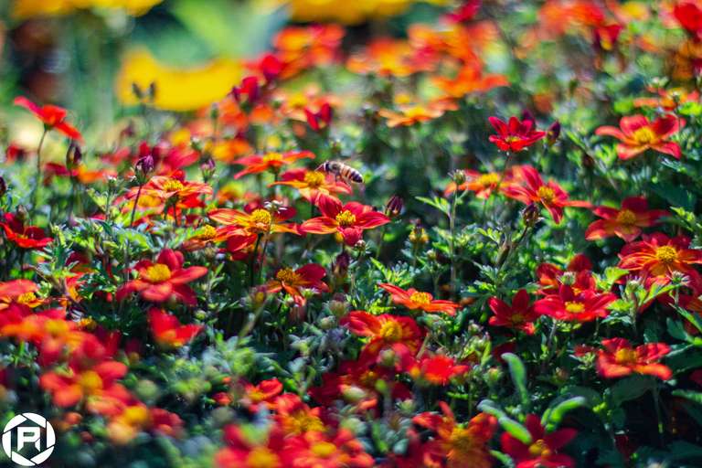 ISO: 800 | Focal Length: 50 mm | Aperture: ƒ/1,6 | Shutter Speed: 1/1250