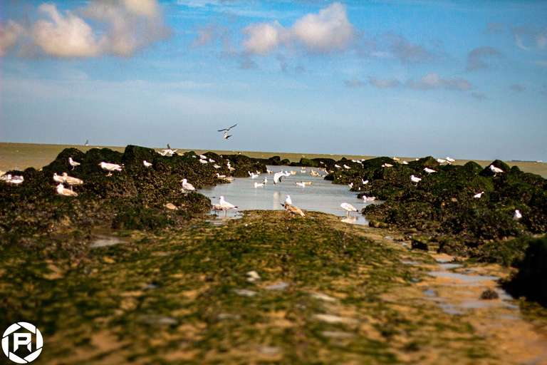 ISO: 800 | Focal Length: 50 mm | Aperture: ƒ/1,6 | Shutter Speed: 1/1250