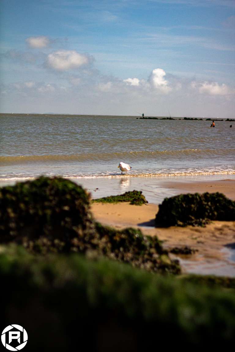 ISO: 800 | Focal Length: 50 mm | Aperture: ƒ/1,6 | Shutter Speed: 1/1250