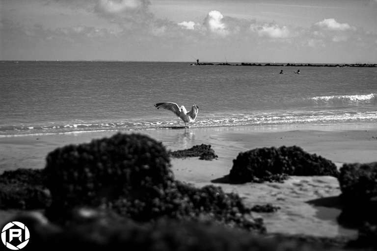 ISO: 800 | Focal Length: 50 mm | Aperture: ƒ/1,6 | Shutter Speed: 1/1250