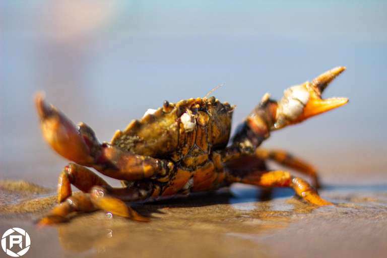 ISO: 800 | Focal Length: 50 mm | Aperture: ƒ/1,6 | Shutter Speed: 1/1250