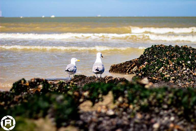 ISO: 800 | Focal Length: 50 mm | Aperture: ƒ/1,6 | Shutter Speed: 1/1250