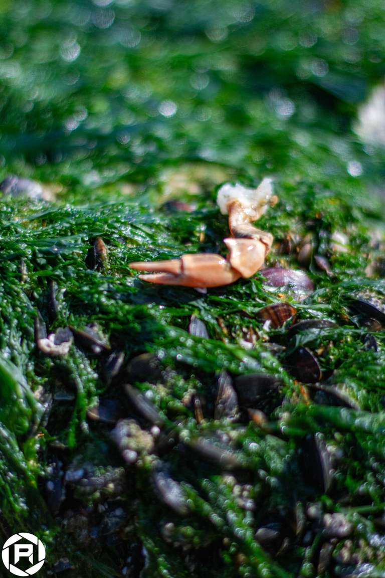 ISO: 800 | Focal Length: 50 mm | Aperture: ƒ/1,6 | Shutter Speed: 1/1250