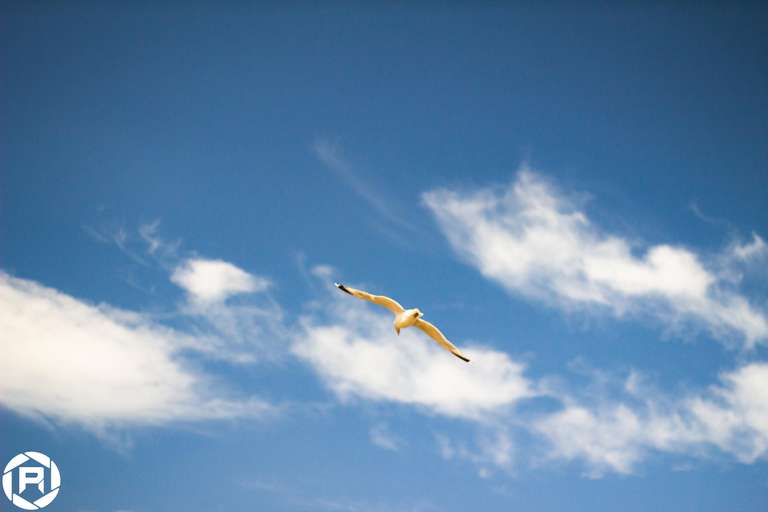 ISO: 800 | Focal Length: 50 mm | Aperture: ƒ/1,6 | Shutter Speed: 1/1250