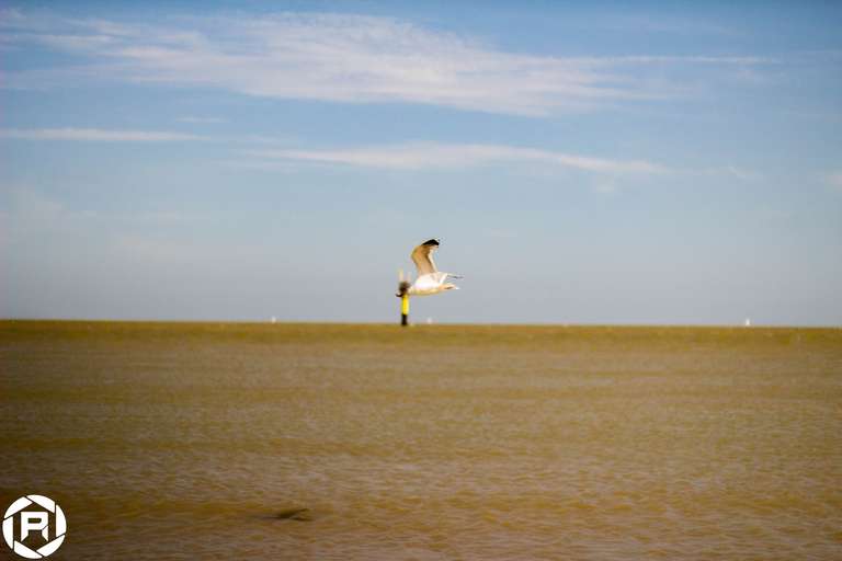 ISO: 800 | Focal Length: 50 mm | Aperture: ƒ/1,6 | Shutter Speed: 1/1250