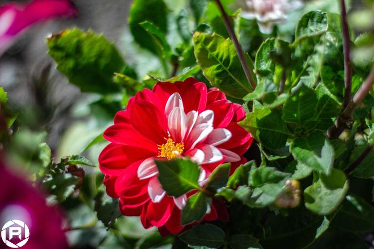 ISO: 800 | Focal Length: 50 mm | Aperture: ƒ/1,6 | Shutter Speed: 1/2000