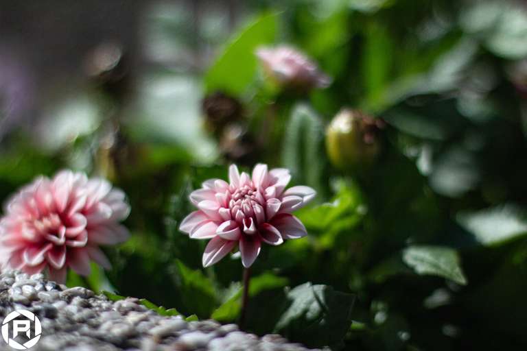 ISO: 800 | Focal Length: 50 mm | Aperture: ƒ/1,6 | Shutter Speed: 1/2000