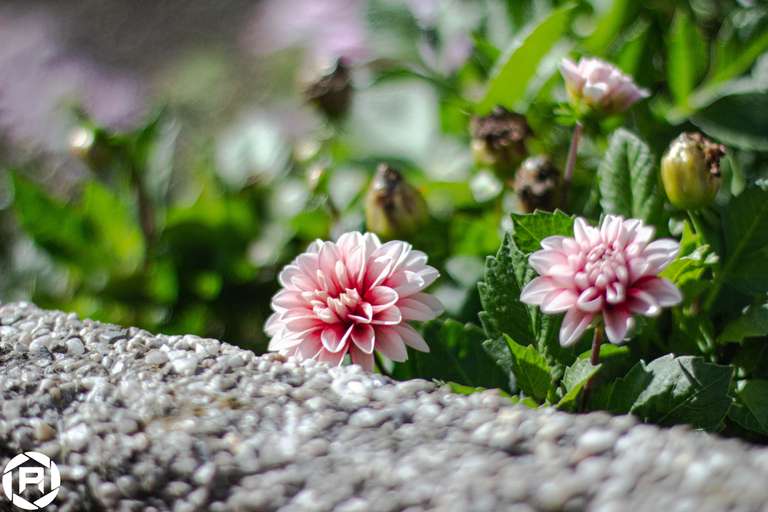 ISO: 800 | Focal Length: 50 mm | Aperture: ƒ/1,6 | Shutter Speed: 1/2000