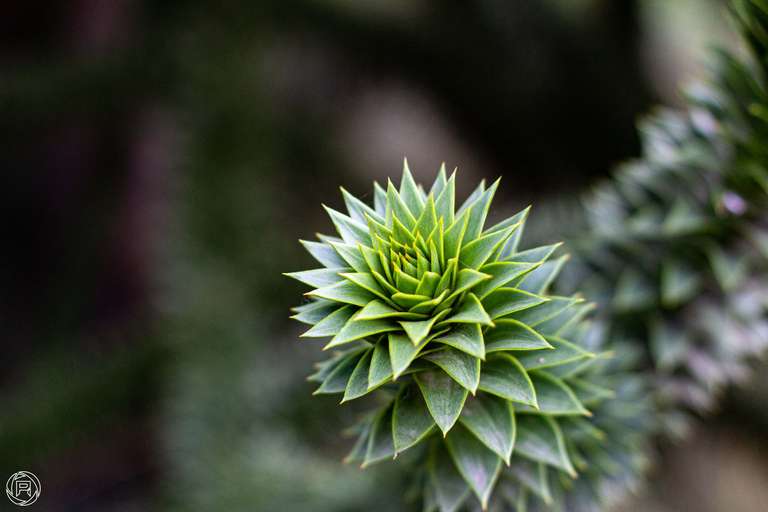 ISO: 800 | Focal Length: 50 mm | Aperture: ƒ/2,5 | Shutter Speed: 1/320