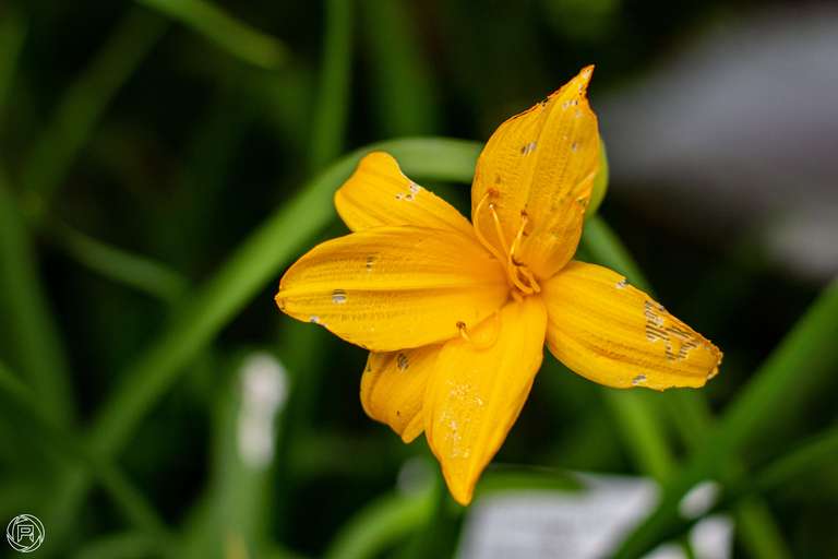 ISO: 800 | Focal Length: 50 mm | Aperture: ƒ/2,5 | Shutter Speed: 1/320