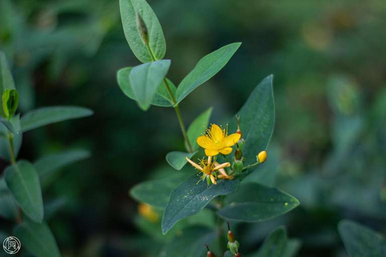 ISO: 800 | Focal Length: 50 mm | Aperture: ƒ/1,6 | Shutter Speed: 1/600