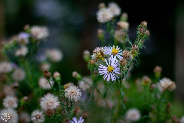 ISO: 800 | Focal Length: 50 mm | Aperture: ƒ/1,6 | Shutter Speed: 1/600