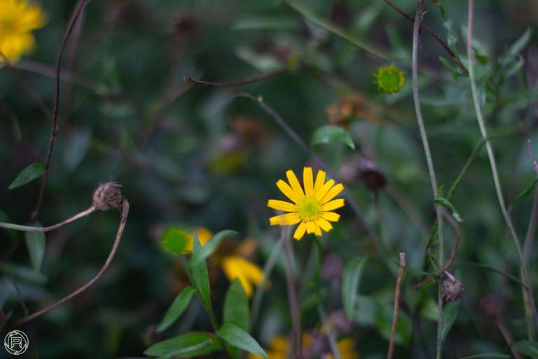 ISO: 800 | Focal Length: 50 mm | Aperture: ƒ/1,6 | Shutter Speed: 1/600