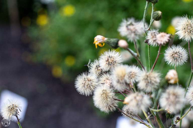 ISO: 800 | Focal Length: 50 mm | Aperture: ƒ/5,0 | Shutter Speed: 1/125