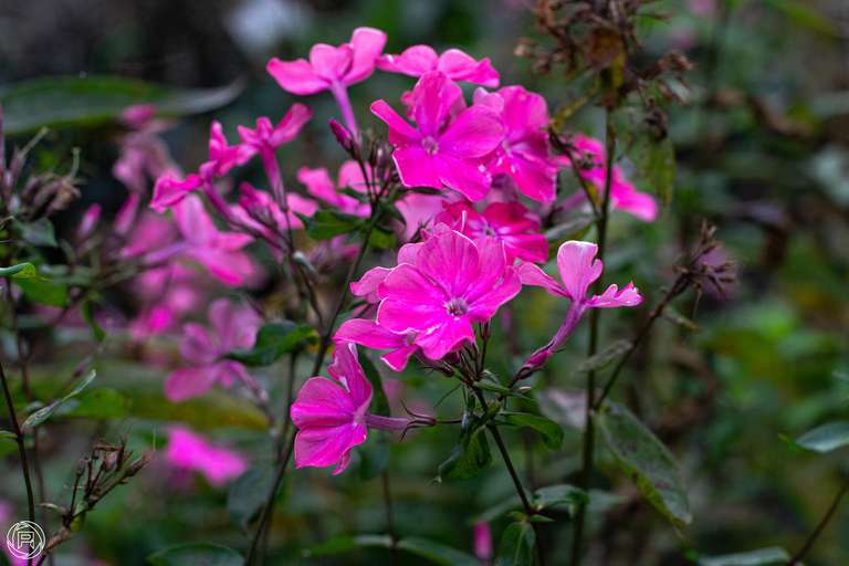 ISO: 800 | Focal Length: 50 mm | Aperture: ƒ/5,0 | Shutter Speed: 1/320