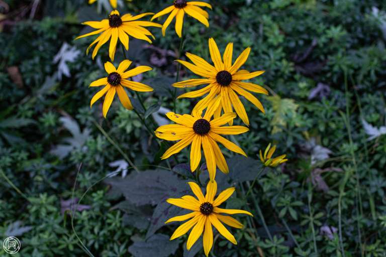 ISO: 800 | Focal Length: 50 mm | Aperture: ƒ/5,0 | Shutter Speed: 1/200