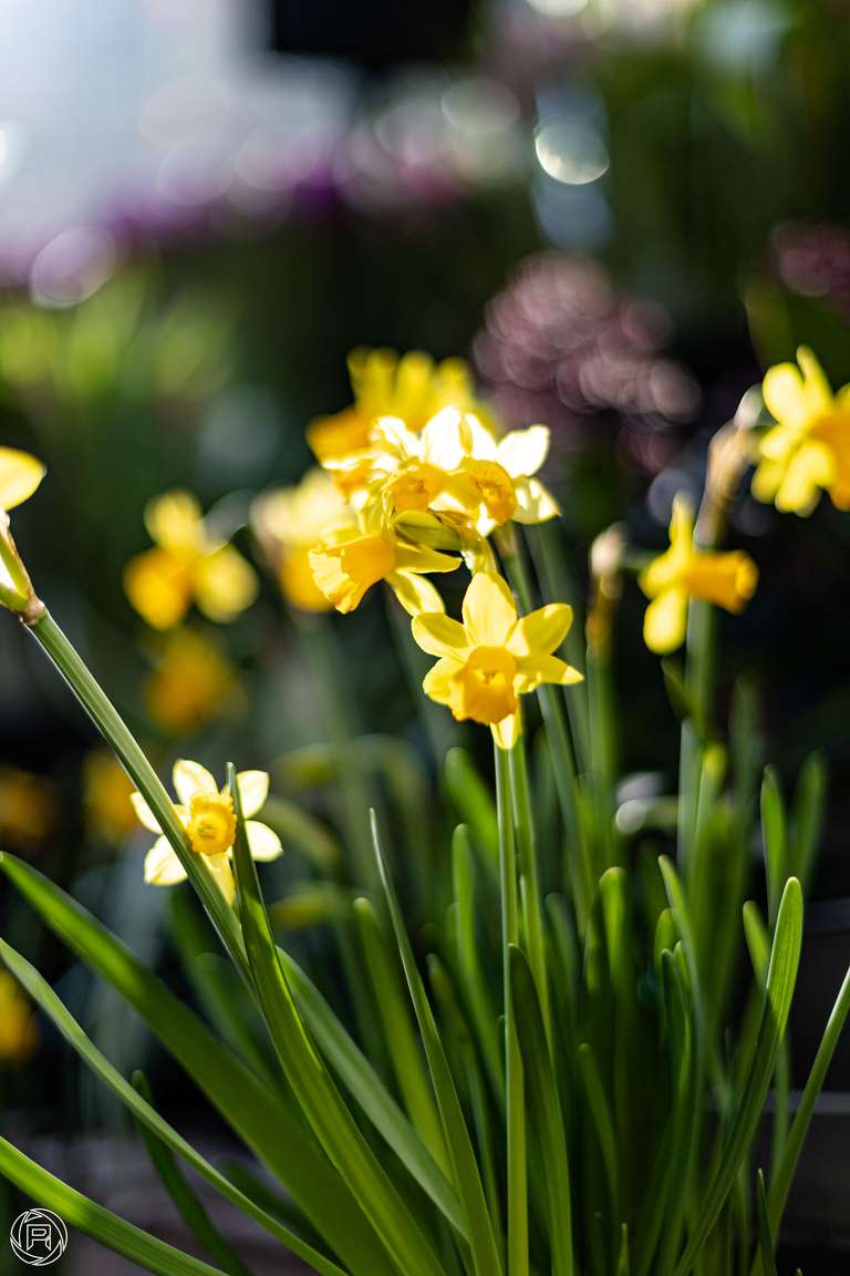 ISO: 100 | Focal Length: 50 mm | Aperture: ƒ/1,4 | Shutter Speed: 1/1250