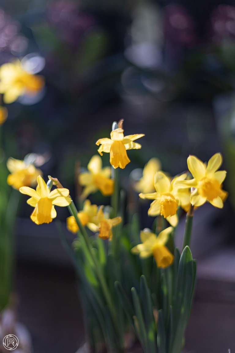 ISO: 100 | Focal Length: 50 mm | Aperture: ƒ/1,4 | Shutter Speed: 1/1250