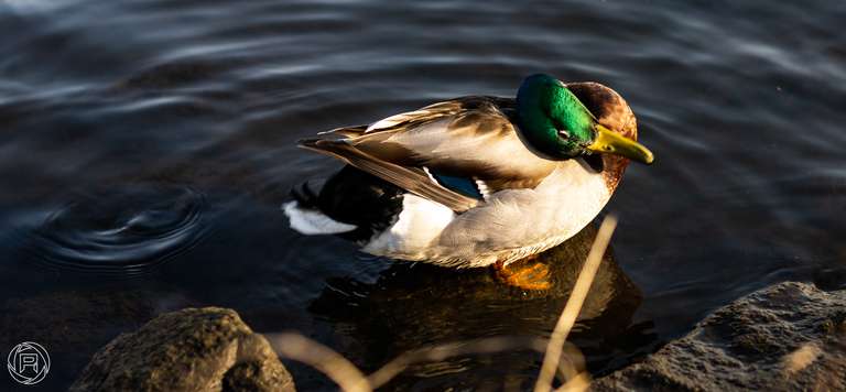 ISO: 100 | Focal Length: 50 mm | Aperture: ƒ/2,5 | Shutter Speed: 1/500