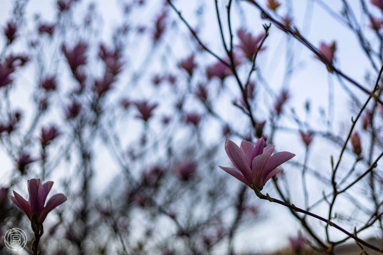 ISO: 100 | Focal Length: 50 mm | Aperture: ƒ/2,0 | Shutter Speed: 1/600