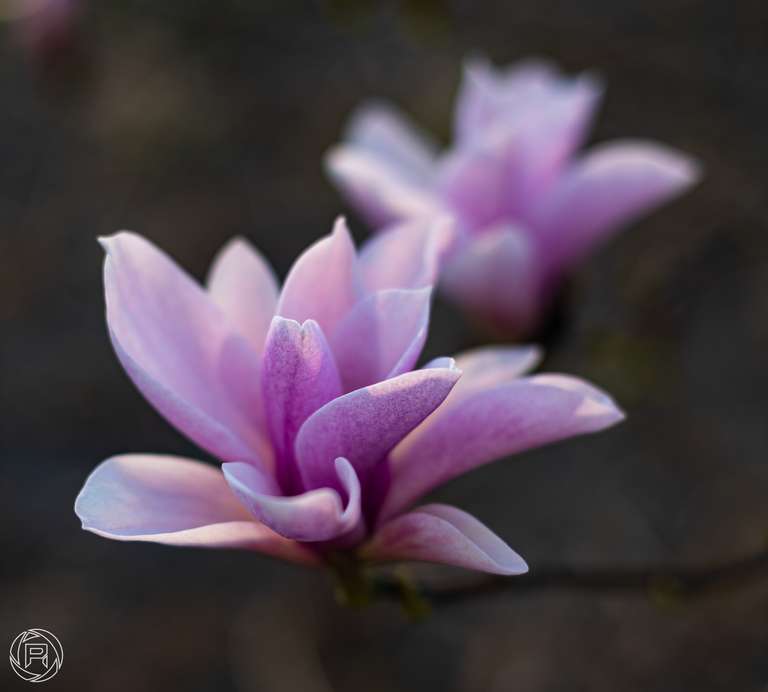 ISO: 100 | Focal Length: 50 mm | Aperture: ƒ/2,0 | Shutter Speed: 1/400