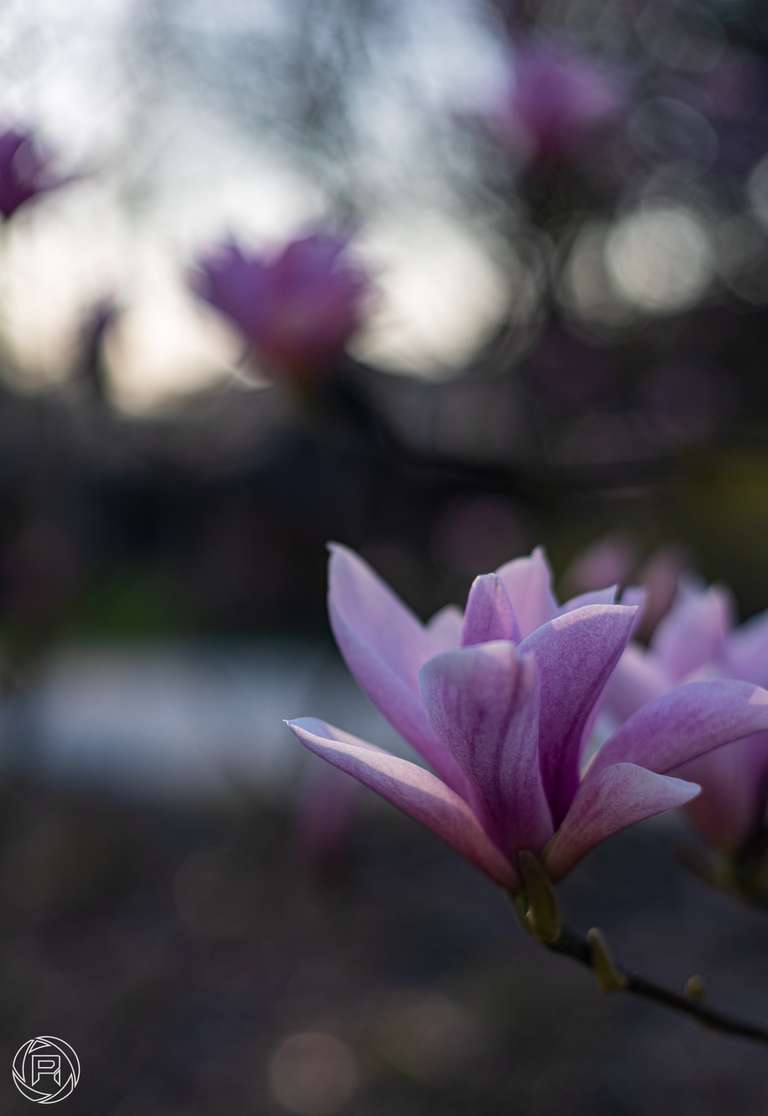 ISO: 100 | Focal Length: 50 mm | Aperture: ƒ/2,0 | Shutter Speed: 1/1000