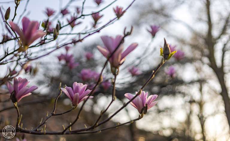 ISO: 100 | Focal Length: 50 mm | Aperture: ƒ/2,0 | Shutter Speed: 1/250