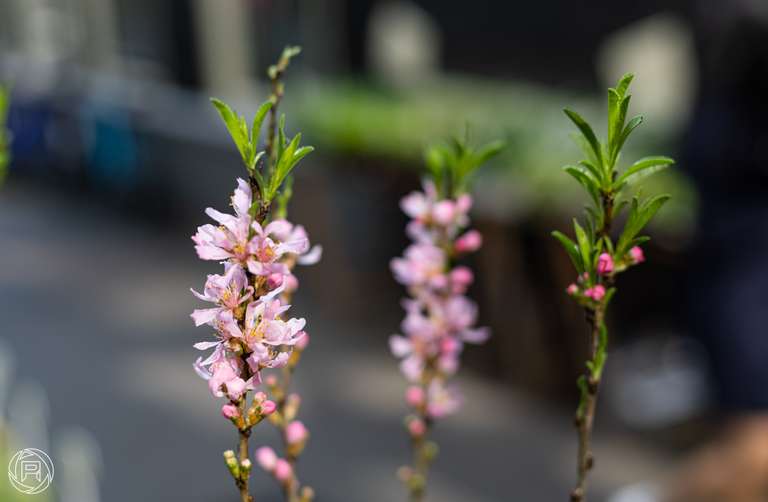 ISO: 100 | Focal Length: 50 mm | Aperture: ƒ/2,8 | Shutter Speed: 1/200