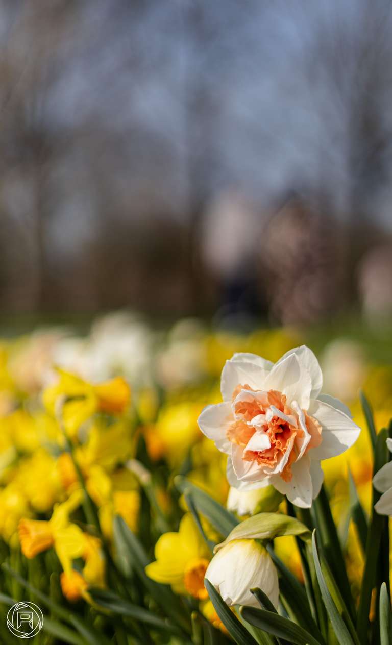 ISO: 100 | Focal Length: 50 mm | Aperture: ƒ/1,8 | Shutter Speed: 1/4000