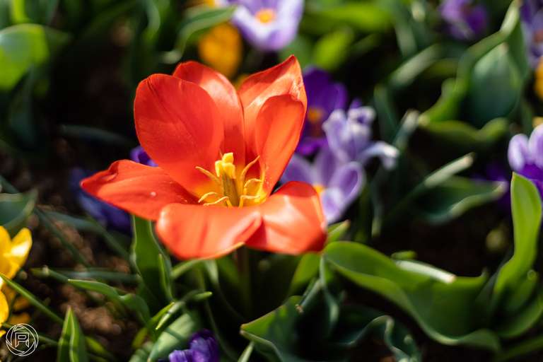 ISO: 100 | Focal Length: 50 mm | Aperture: ƒ/1,8 | Shutter Speed: 1/2000