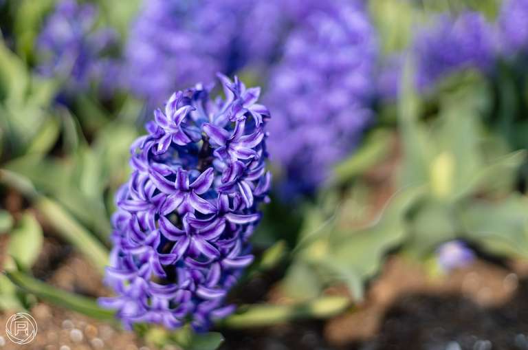 ISO: 100 | Focal Length: 50 mm | Aperture: ƒ/1,6 | Shutter Speed: 1/2500