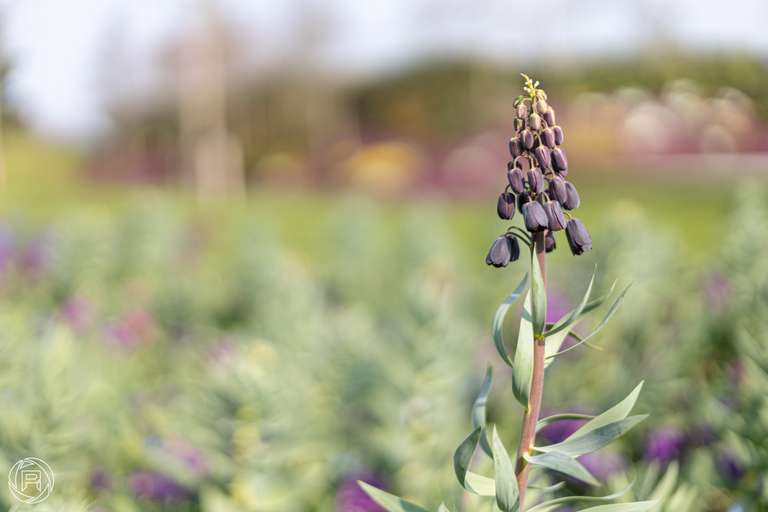 ISO: 100 | Focal Length: 50 mm | Aperture: ƒ/1,6 | Shutter Speed: 1/3200