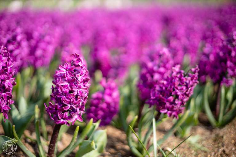 ISO: 100 | Focal Length: 50 mm | Aperture: ƒ/1,6 | Shutter Speed: 1/2000