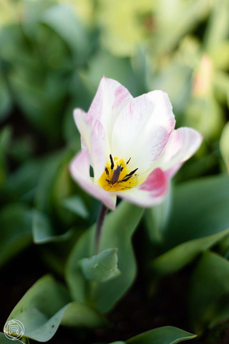 ISO: 100 | Focal Length: 50 mm | Aperture: ƒ/1,6 | Shutter Speed: 1/1600