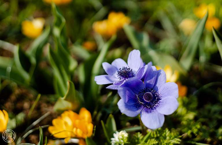 ISO: 100 | Focal Length: 50 mm | Aperture: ƒ/2,0 | Shutter Speed: 1/2500