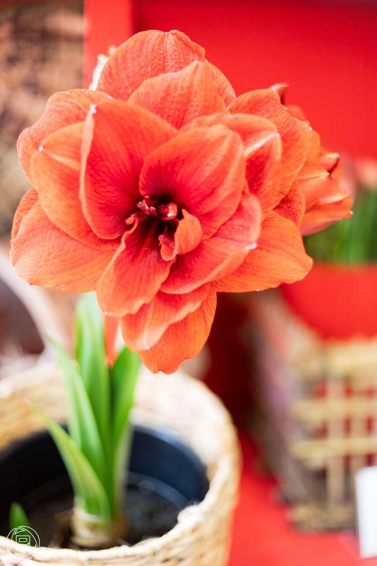 ISO: 100 | Focal Length: 50 mm | Aperture: ƒ/1,6 | Shutter Speed: 1/80