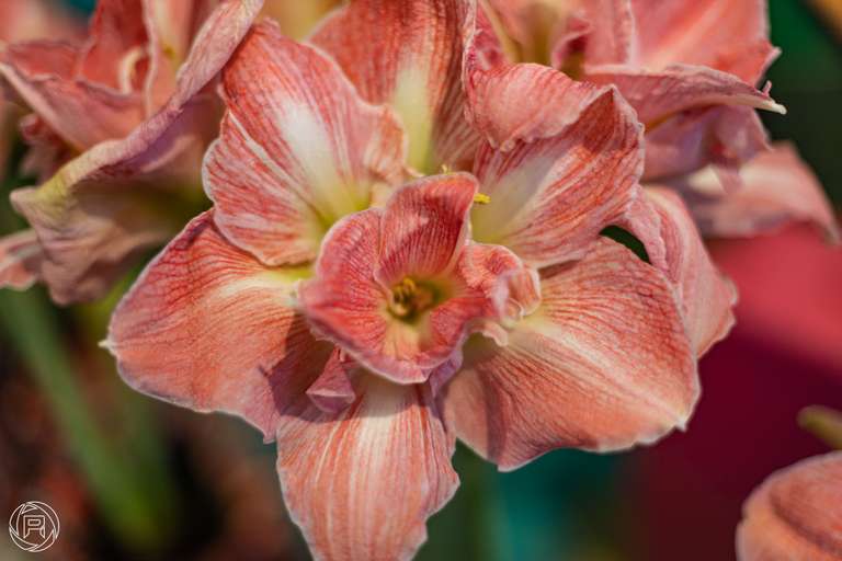 ISO: 100 | Focal Length: 50 mm | Aperture: ƒ/1,6 | Shutter Speed: 1/80