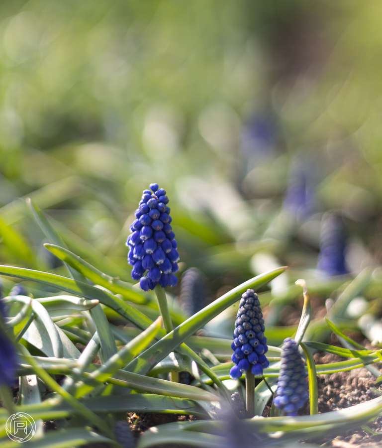 ISO: 100 | Focal Length: 50 mm | Aperture: ƒ/1,6 | Shutter Speed: 1/600