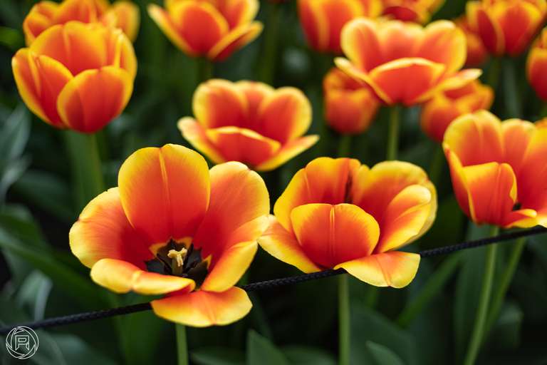 ISO: 100 | Focal Length: 50 mm | Aperture: ƒ/2,0 | Shutter Speed: 1/200