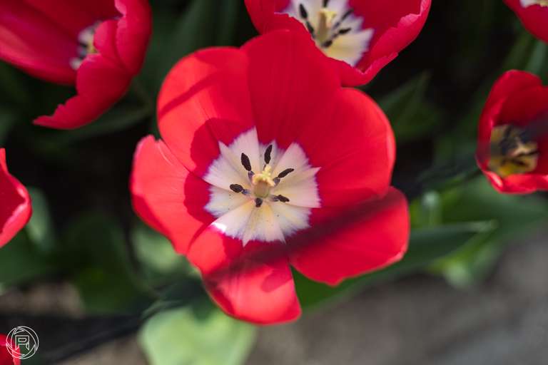 ISO: 100 | Focal Length: 50 mm | Aperture: ƒ/2,5 | Shutter Speed: 1/200