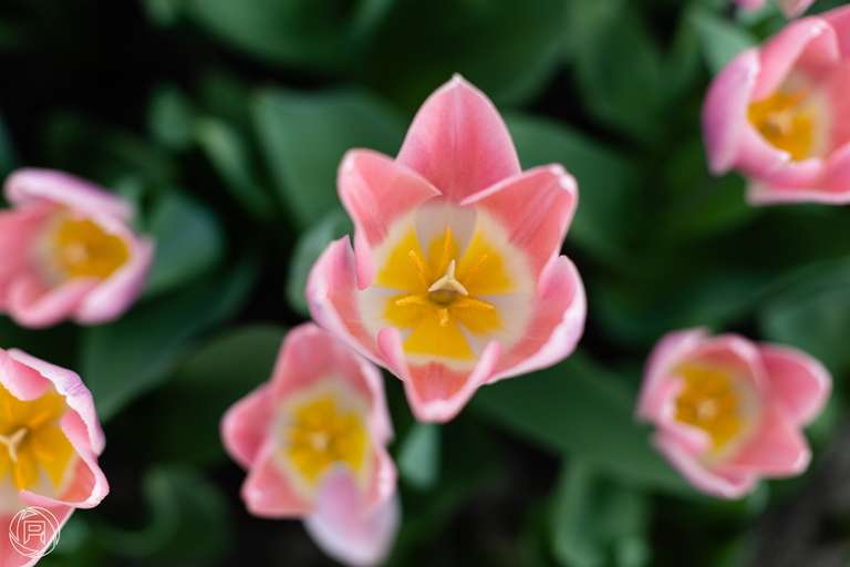 ISO: 100 | Focal Length: 50 mm | Aperture: ƒ/2,5 | Shutter Speed: 1/200