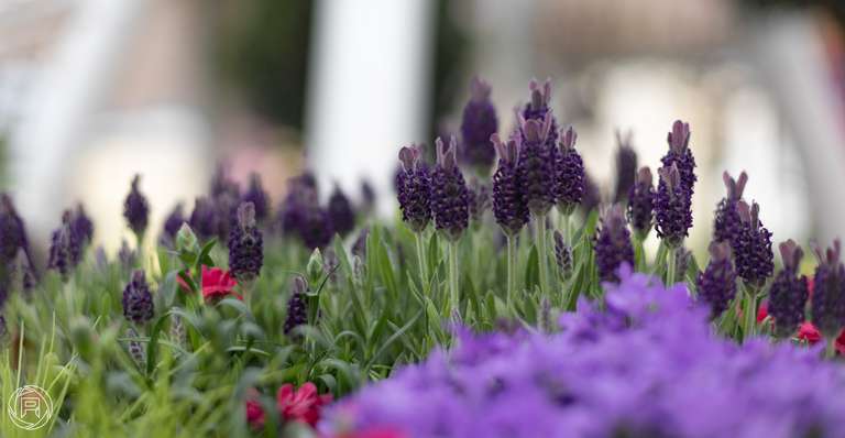 ISO: 100 | Focal Length: 50 mm | Aperture: ƒ/2,0 | Shutter Speed: 1/200