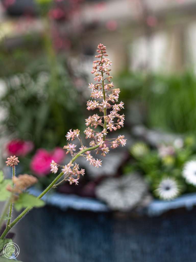 ISO: 100 | Focal Length: 50 mm | Aperture: ƒ/2,0 | Shutter Speed: 1/125