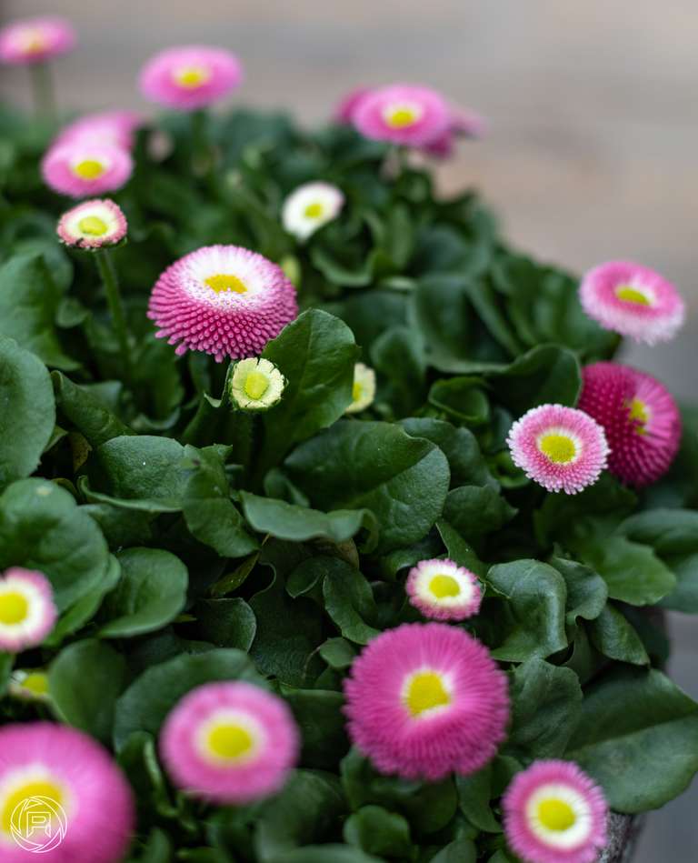 ISO: 100 | Focal Length: 50 mm | Aperture: ƒ/2,5 | Shutter Speed: 1/100