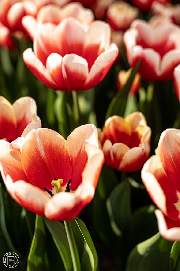 ISO: 100 | Focal Length: 50 mm | Aperture: ƒ/2,5 | Shutter Speed: 1/320